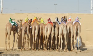 Qatar courses de chameaux