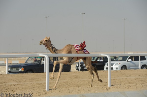Qatar course de chameaux