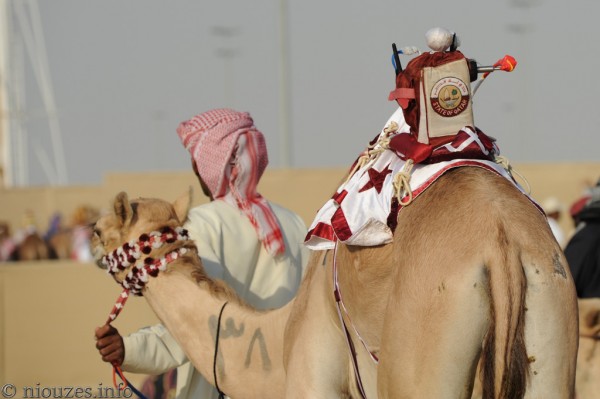 Qatar course de chameaux