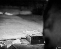 Le fournil de l’Hof ter Musschen Enfournement d'un pâton dans un moule