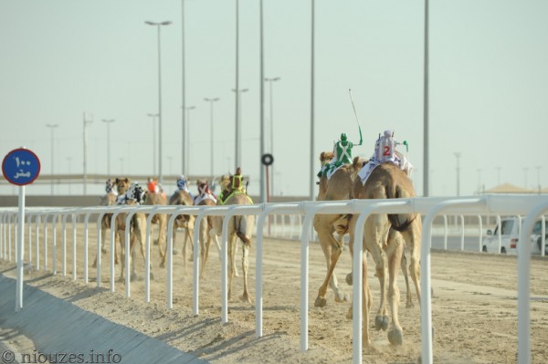 Qatar course de chameaux